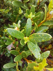 Orites lancifolius