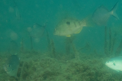 Notolabrus celidotus