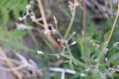 Gilia stellata
