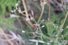 Gilia stellata