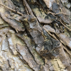 Opisthopsis respiciens