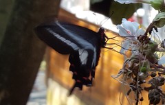 Parides proneus