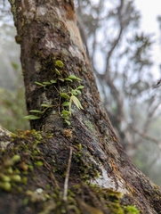 Bulbophyllum drymoglossum