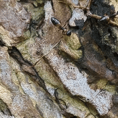 Opisthopsis respiciens