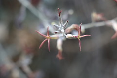 Lyrocarpa coulteri