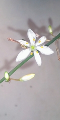 Chlorophytum