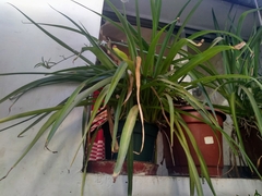 Chlorophytum