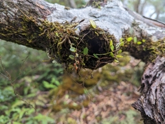 Bulbophyllum curranii