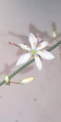 Chlorophytum