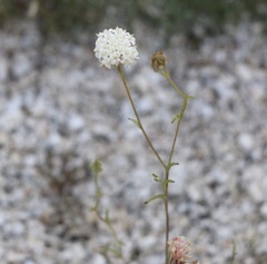 Chaenactis carphoclinia