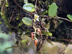 Bulbophyllum curranii