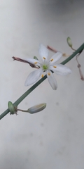 Chlorophytum