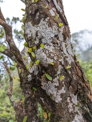 Bulbophyllum curranii