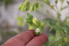 Emmenanthe penduliflora penduliflora