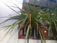 Chlorophytum