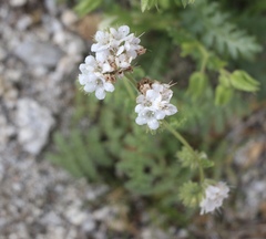 Phacelia distans