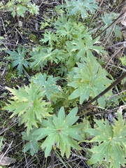 Delphinium cardinale