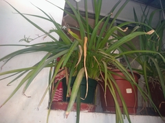 Chlorophytum