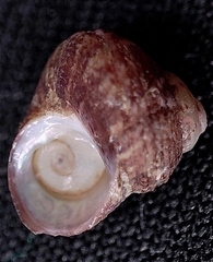 Homalopoma amussitatum