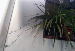 Chlorophytum