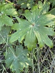 Delphinium cardinale