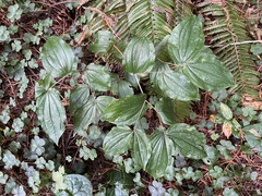 Prosartes smithii