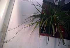 Chlorophytum