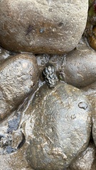 Juga plicifera
