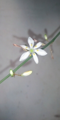 Chlorophytum