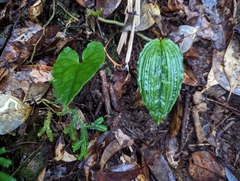 Collabium formosanum