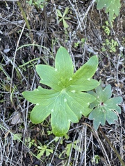 Delphinium cardinale