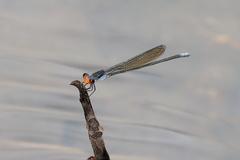 Pseudagrion ignifer