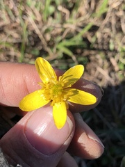 Ranunculus fascicularis