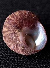 Homalopoma amussitatum