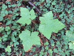 Rubus parviflorus