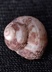 Homalopoma amussitatum