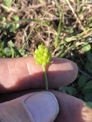 Ranunculus fascicularis