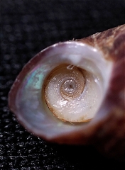 Homalopoma amussitatum