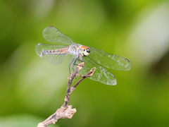 Brachydiplax denticauda