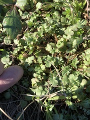 Nemophila phacelioides