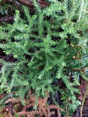 Austrolycopodium fastigiatum