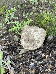 Battarrea phalloides