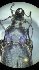 Carabus violaceus picenus