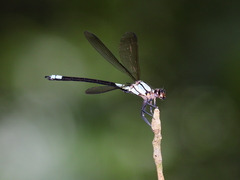 Diphlebia euphoeoides