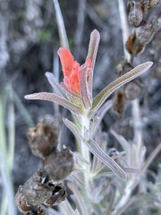 Castilleja foliolosa