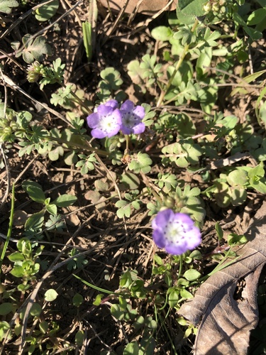 Smooth phacelia (Phacelia glabra)