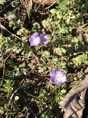 Nemophila phacelioides