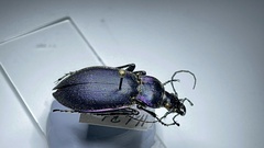 Carabus violaceus picenus