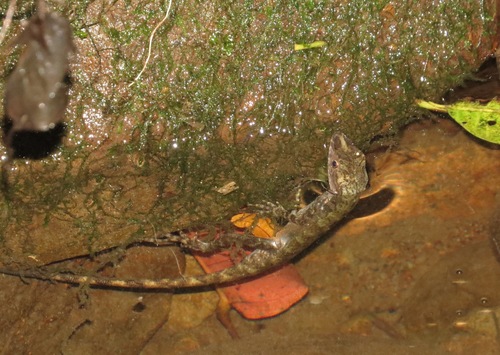 Stream Anole, Anolis oxylophus
