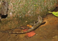 Anolis oxylophus